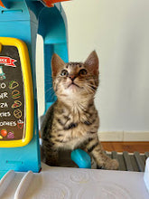 Load image into Gallery viewer, Elliot - F4 Male