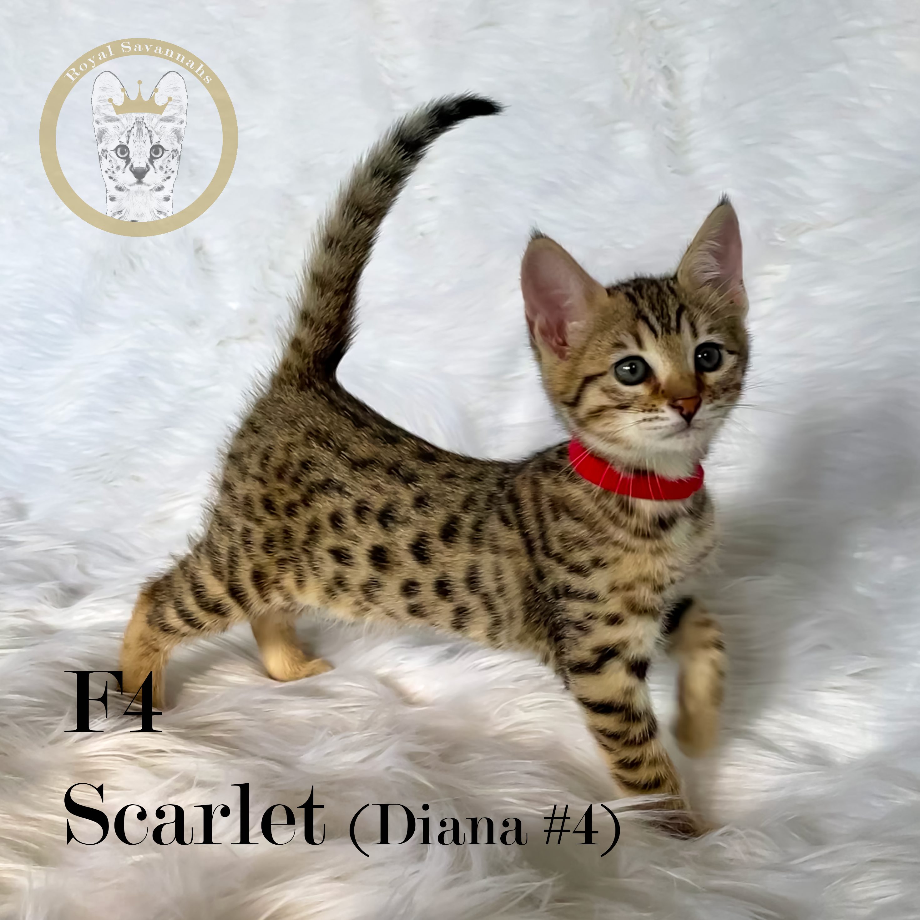 F4 savannah online kittens for sale