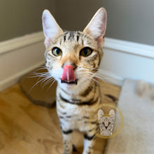 Load image into Gallery viewer, Savannah kitten for sale F3 Licking Nose
