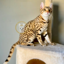 Load image into Gallery viewer, Savannah kitten F3 sitting spots on legs
