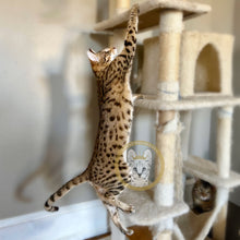 Load image into Gallery viewer, Savannah kitten F3 stretching exotic bold spots
