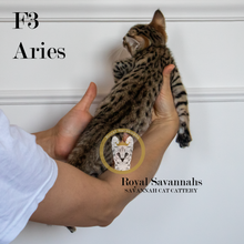 Load image into Gallery viewer, Aries – F3 Male
