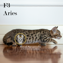Load image into Gallery viewer, Aries – F3 Male
