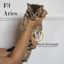 Load image into Gallery viewer, Aries – F3 Male
