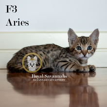 Load image into Gallery viewer, Aries – F3 Male
