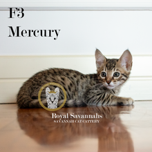 Load image into Gallery viewer, Mercury – F3 Male
