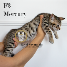 Load image into Gallery viewer, Mercury – F3 Male
