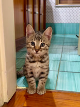 Load image into Gallery viewer, Elliot - F4 Male
