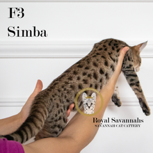 Load image into Gallery viewer, Simba – F3 SOLD
