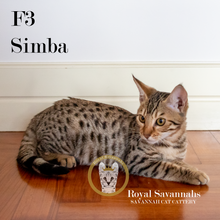 Load image into Gallery viewer, Simba – F3 SOLD
