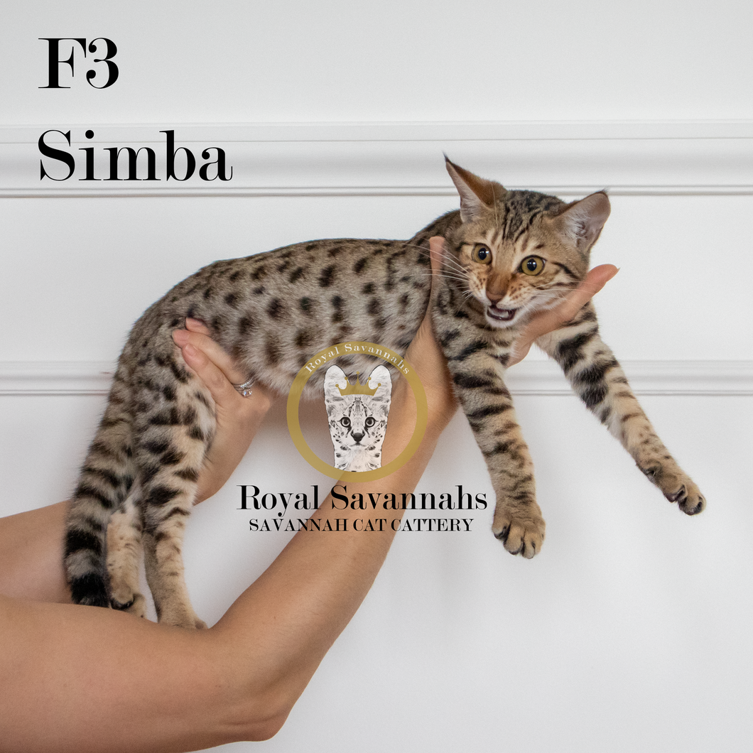 Simba – F3 SOLD