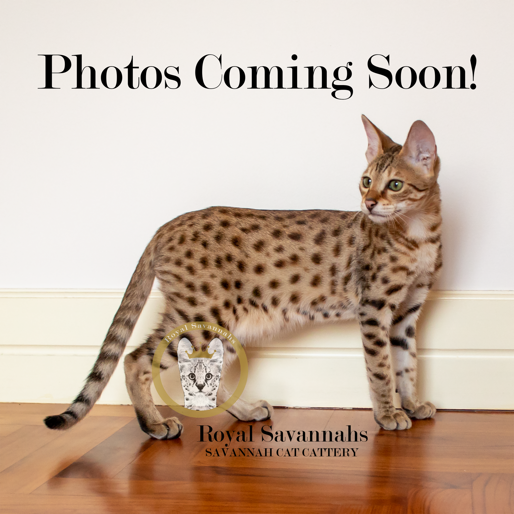 F2 Queens F2 Savannah Cat Cost Domestic Cats Savannah F2 Cat Price