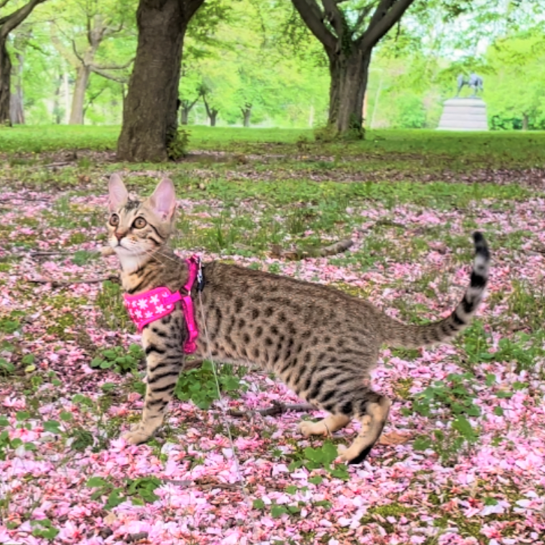 Successful Leash Harness Training Savannah Cat Kitten Outdoor Park