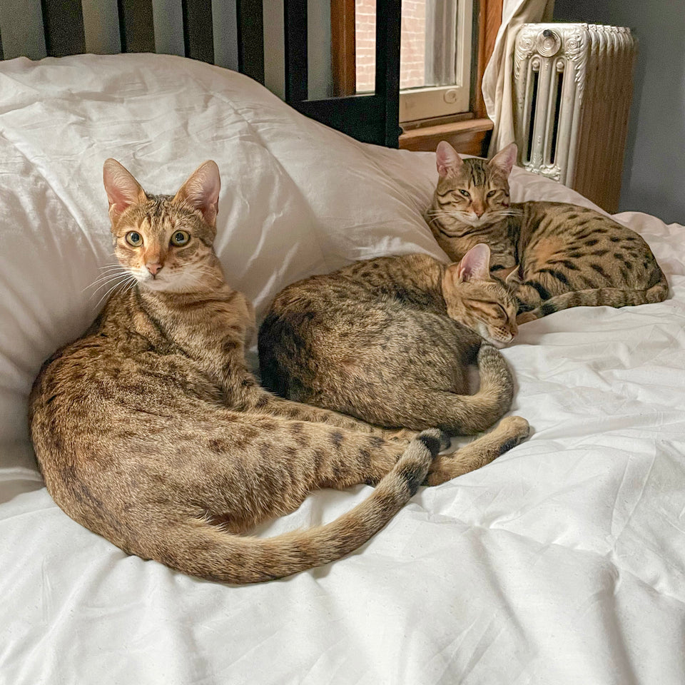 Savannah Cats F Filial Generations Explained African Serval Heritage