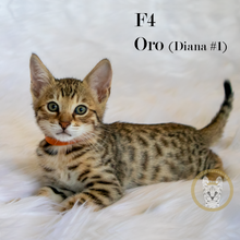 Load image into Gallery viewer, 2022 Savannah Kitten Sale Diana1 Oro Face
