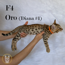 Load image into Gallery viewer, 2022 Savannah Kitten Sale Diana1 Oro Side

