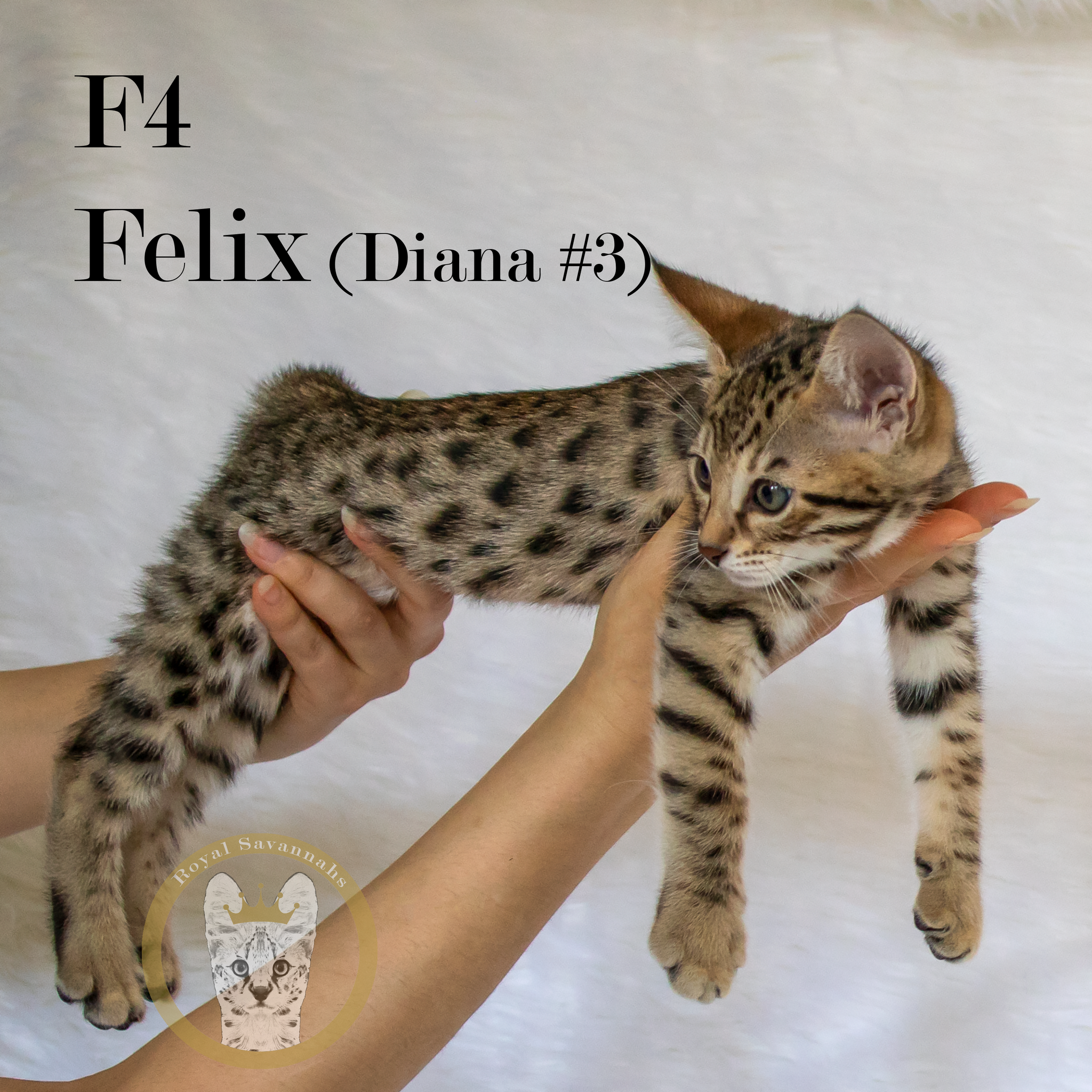 Leopard Cat Price F5 Bengal Cat F2 Bengal Cat Price F4 Bengal Cat