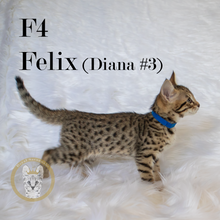 Load image into Gallery viewer, 2022 Savannah Kitten Sale Diana3 Felix Side
