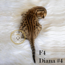 Load image into Gallery viewer, 2022-Savannah-Kitten-Sale-Diana4-Back
