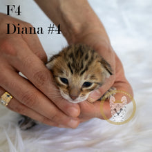 Load image into Gallery viewer, 2022-Savannah-Kitten-Sale-Diana4-Face
