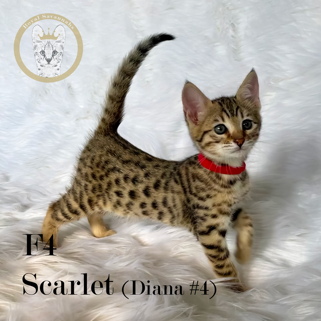 F4 2024 savannah cat