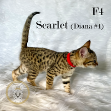 Load image into Gallery viewer, 2022-Savannah-Kitten-Sale-Diana4-Scarlet-Side
