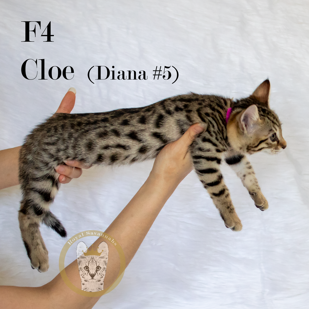 2022 Savannah Kitten Sale Diana5 Cloe Side