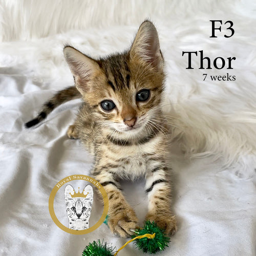 Royal Savannahs Cattery F3 Kitten Thor Face