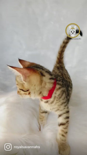 2022-Savannah-Kitten-Sale-Diana4-Scarlet-Video