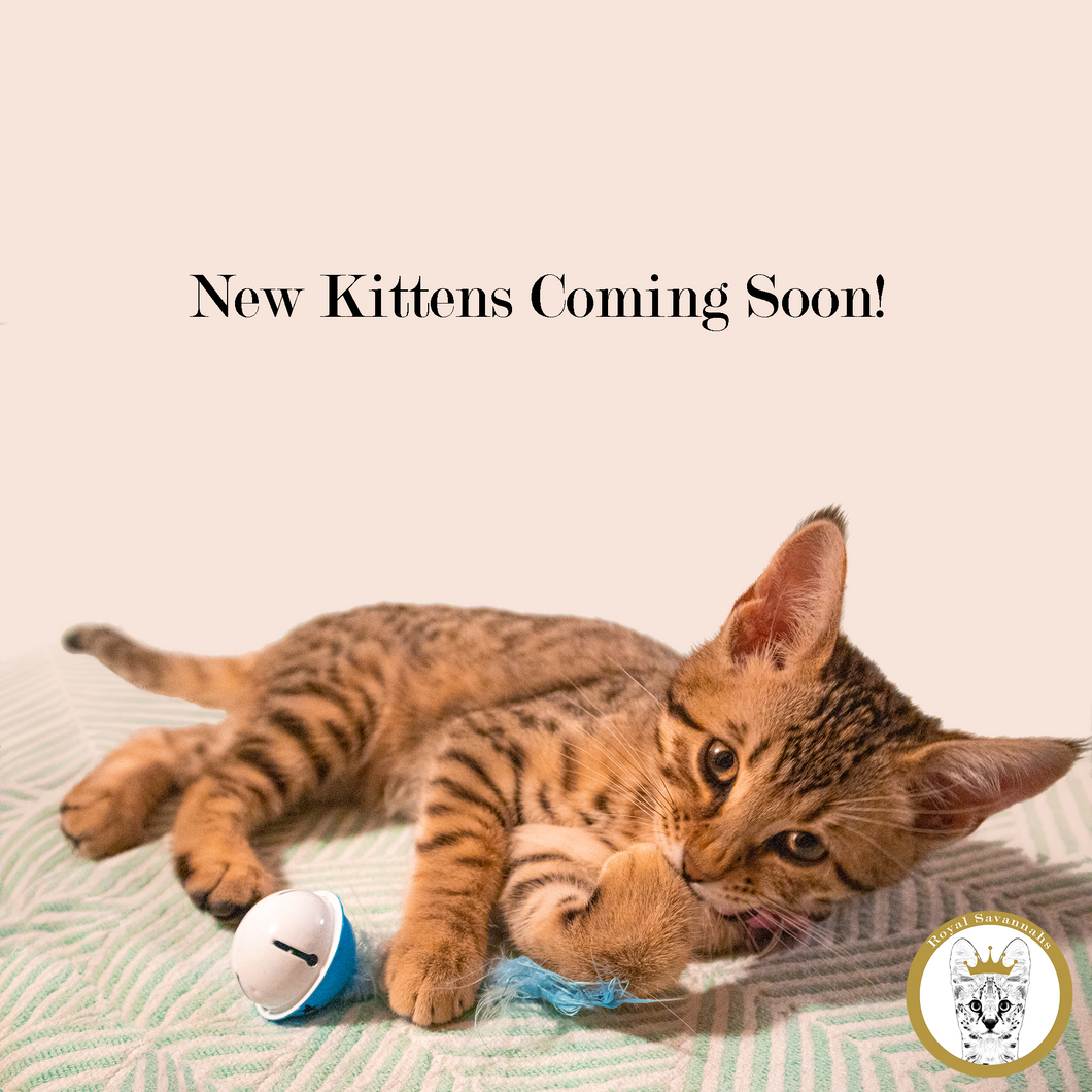 Royal Savannahs exotic hybrid kitten